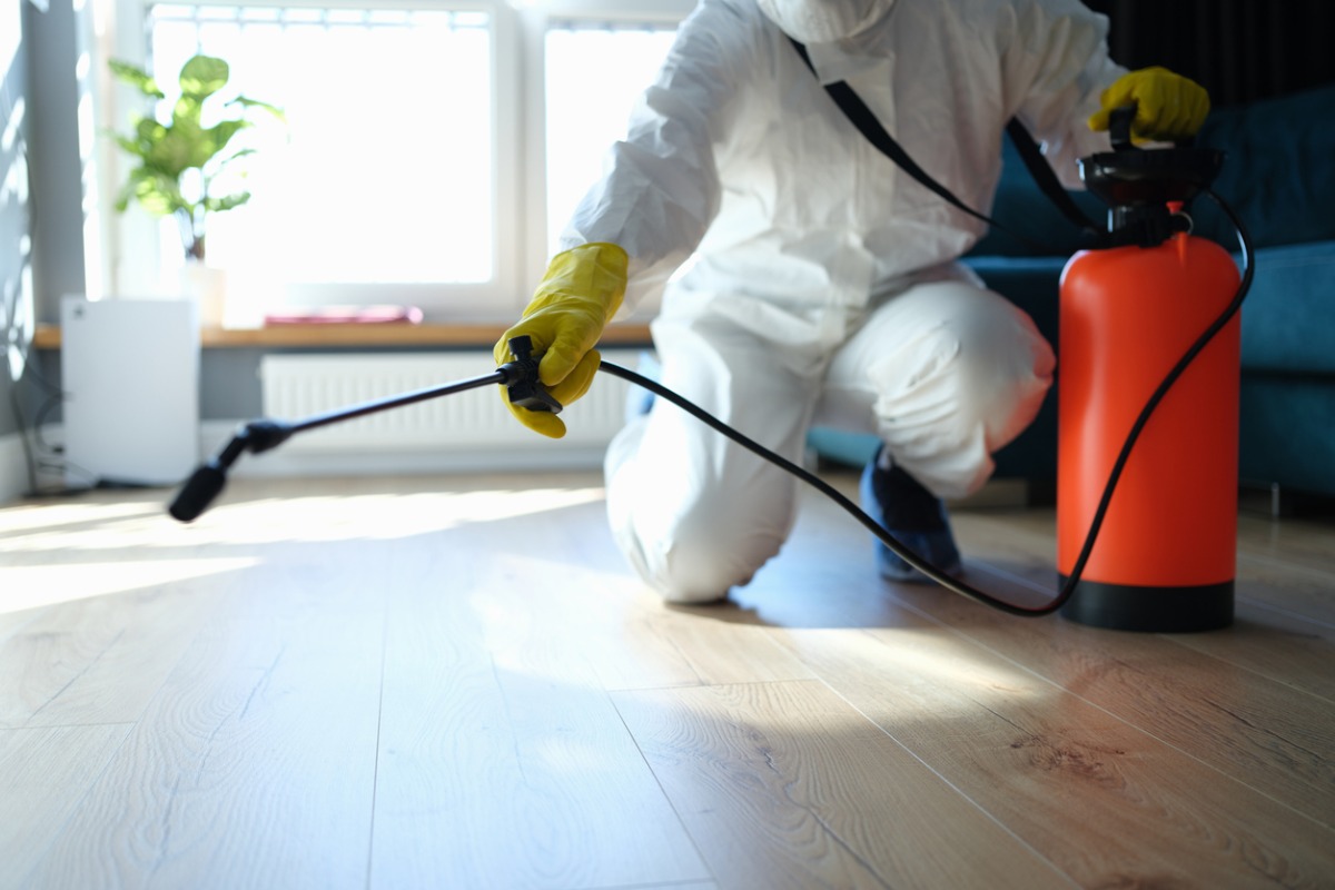 Read more about the article Pest Control Services in Noida Sector 62