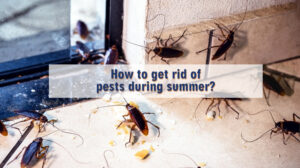 Read more about the article how to get rid of pests during summer?